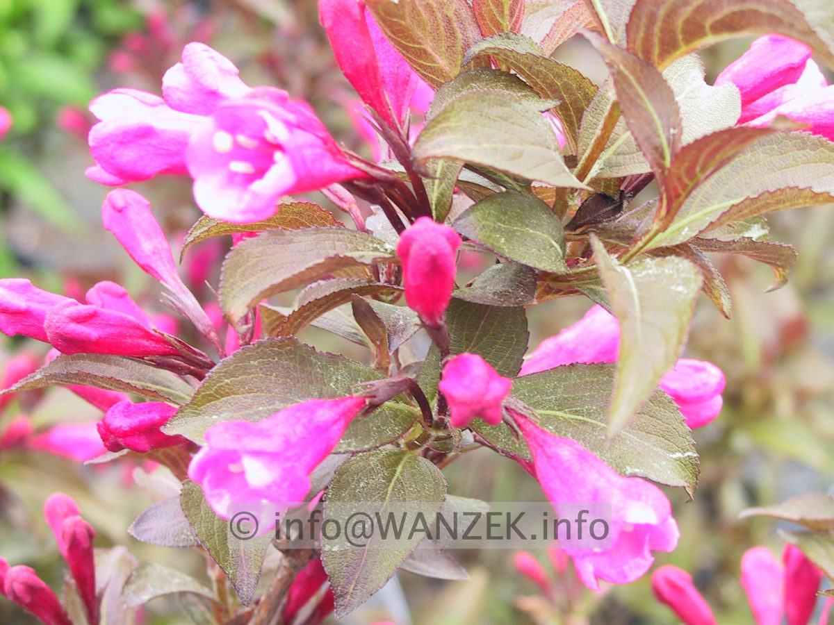 Weigela florida Victoria - Macro unscharf.JPG